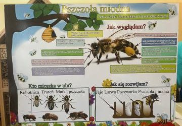 ,,EKOpszczółki'' w naszej szkole